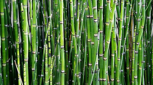 Ist Bambus eine Alternative zu Plastik?